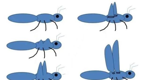 昆虫 违背进化论逻辑：为什么昆虫会衍生出翅膀？翅膀的起源是怎样的？