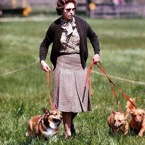 长寿|95岁女王的“长寿经”：基因好，作息规律爱散步，一日4餐不过量