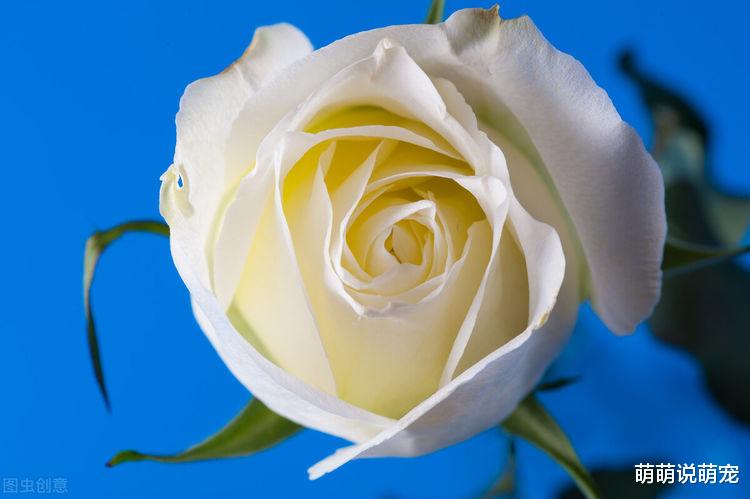 燃爱|心理测试：选一朵玫瑰花，测你内心潜藏最深的是哪一面