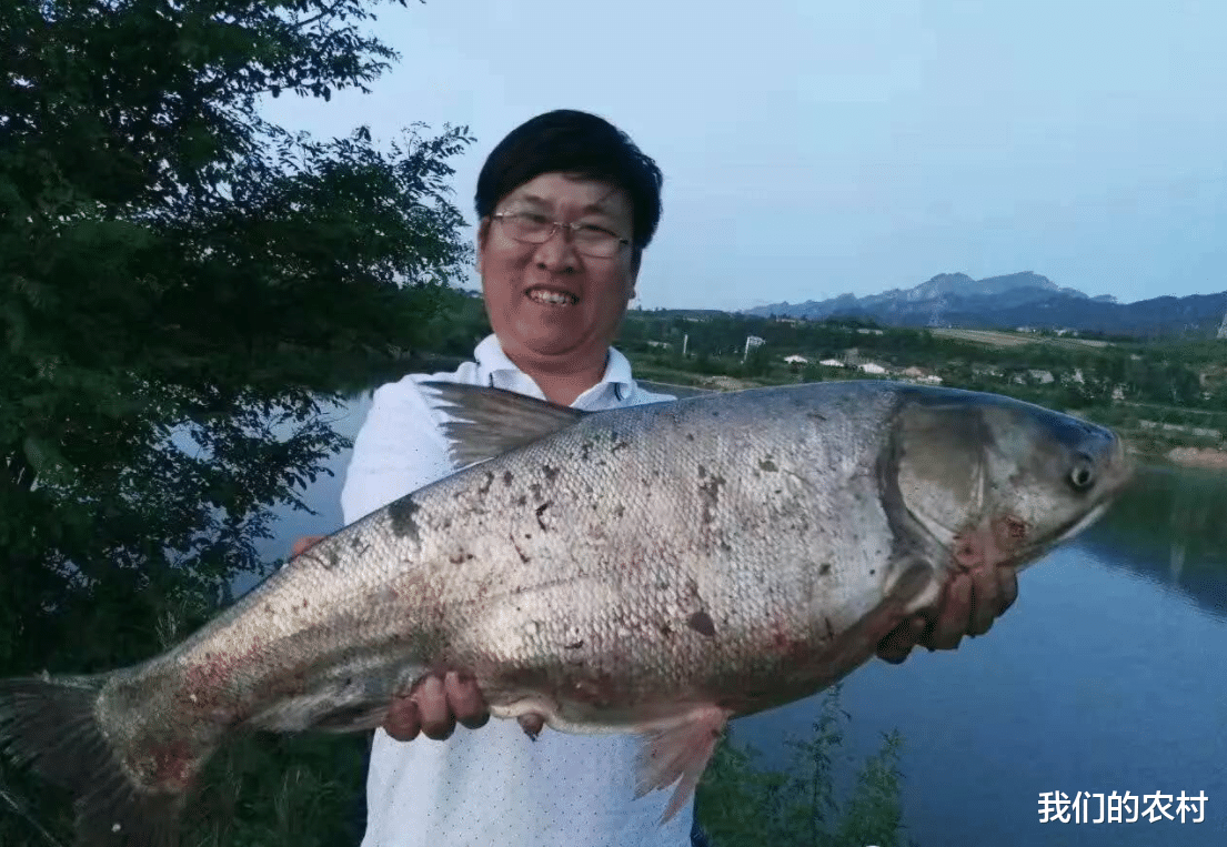 饵料|手竿钓鲢鳙,只要找对鱼层,天气凉了一样拉到你手软