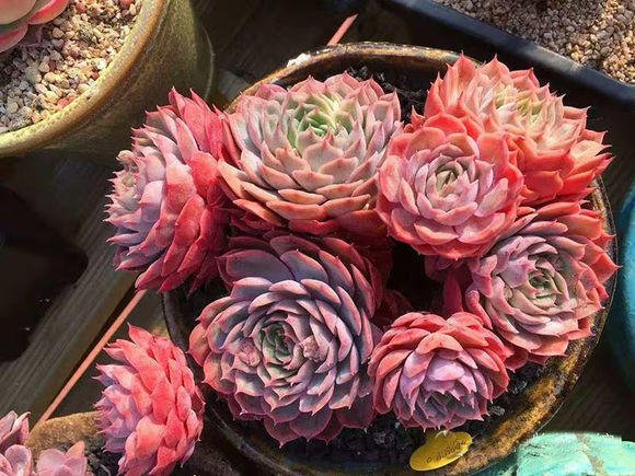 向阳园艺|花最少的钱，买最便宜的多肉，专挑二手多肉，也可以养的很好