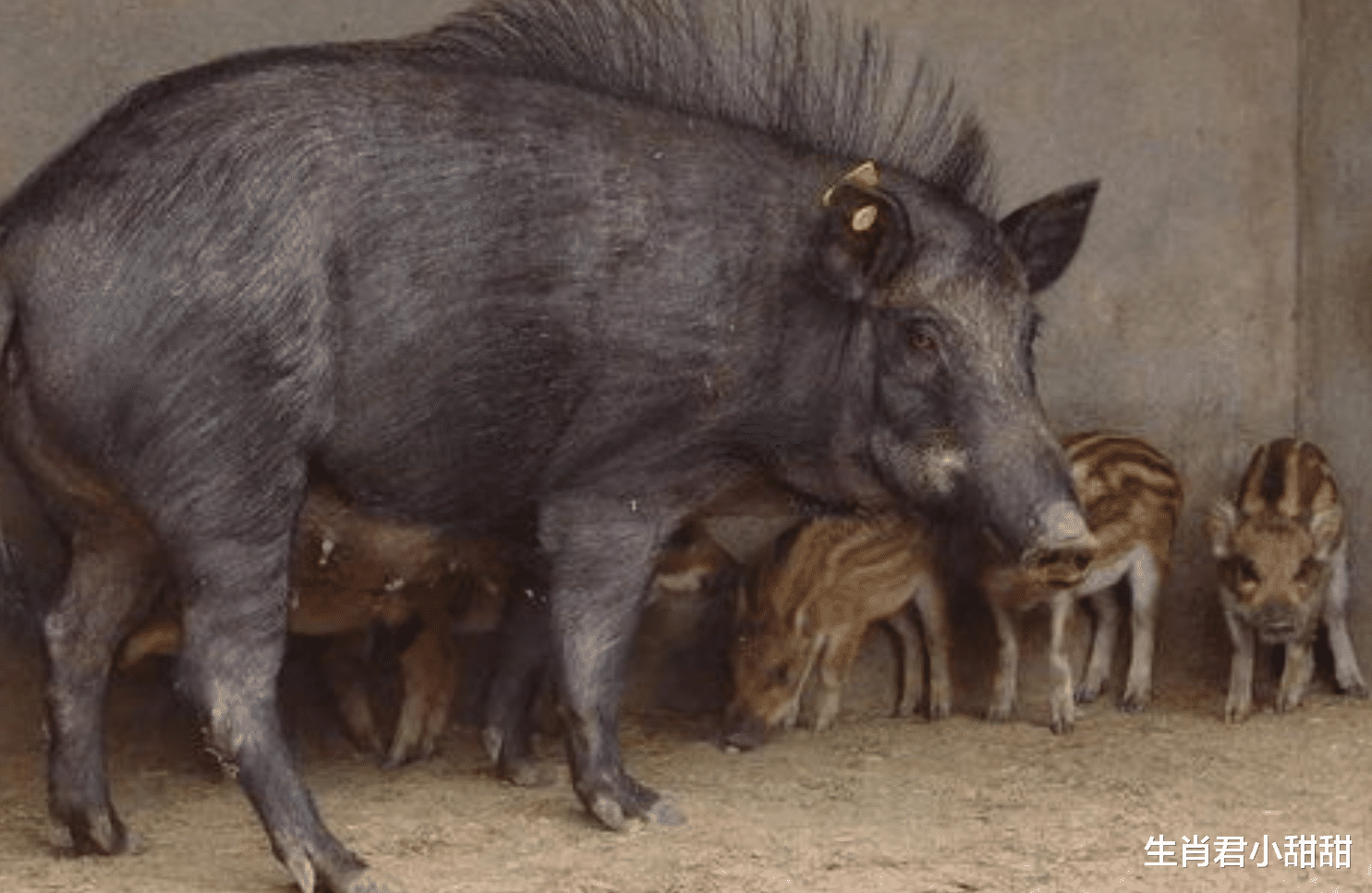 |举止非凡谈吐优雅的属猪人，有着好人缘，在职场风生水起