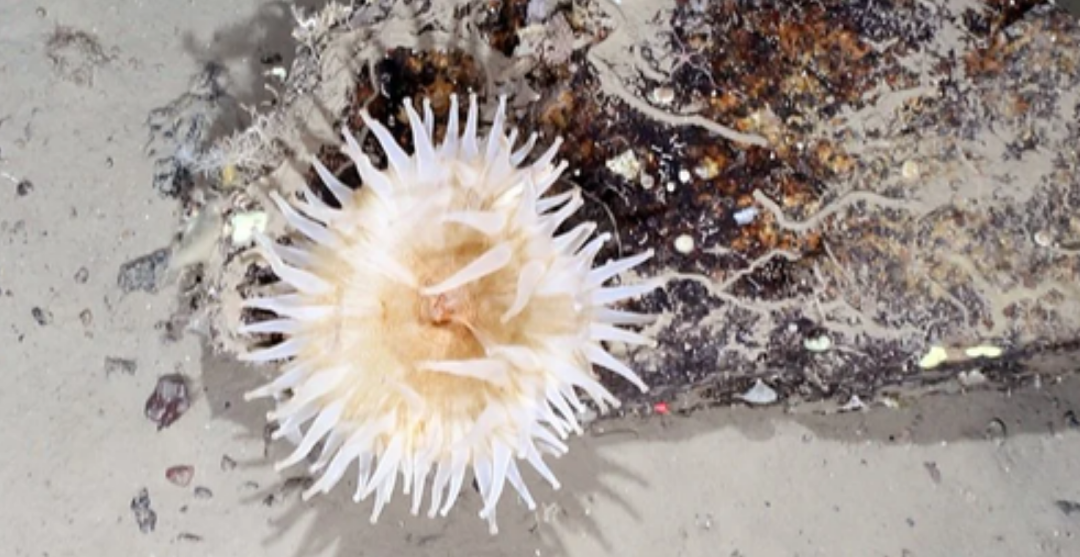 南极 南极冰架崩塌后，曾打开与世隔绝的“外星世界”？科考船奉命前往