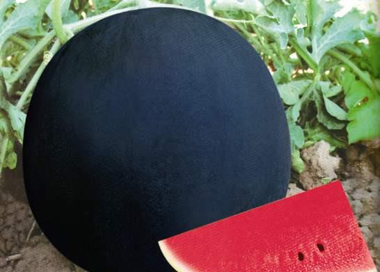 水果|世界上超贵的水果,价值超过了31.1万,吃的难道是黄金吗?