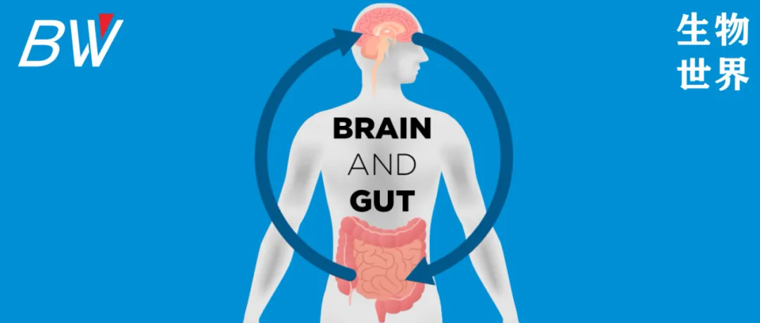 微生物 Cell子刊：肠道细菌影响大脑发育