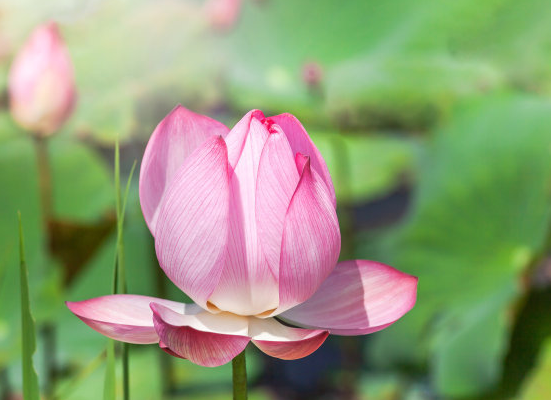 星临天下|9月上旬，霉运散、好运来，4属相事业步步高升，未来收获满满