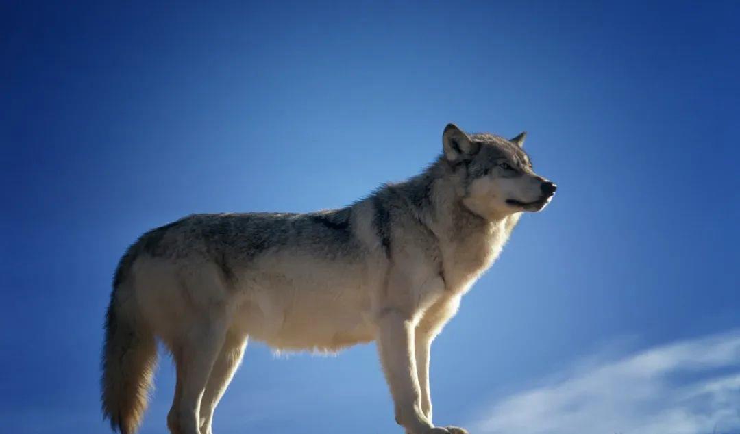 火星探测器|狼见了都要叫大哥的“猞猁”，在森林里到底有多恐怖？