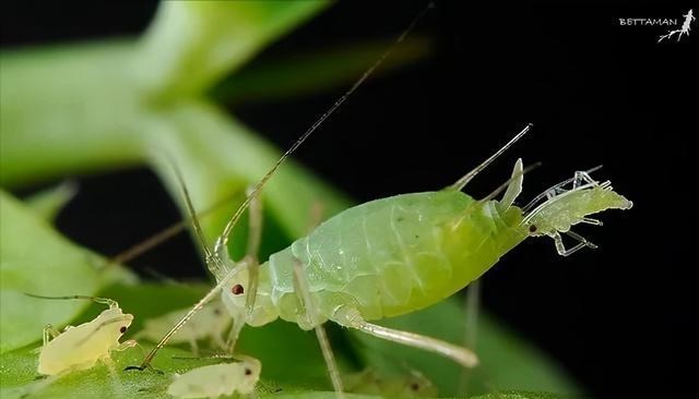 9个冷知识:生物老师不告诉你,但却真实存在的大自然奇妙知识!
