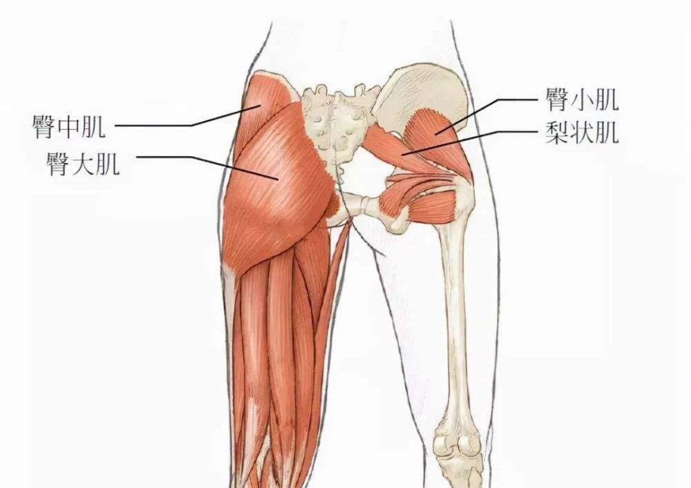 人类的屁股有多奇怪?它又是如何成为吸引力的一部分?