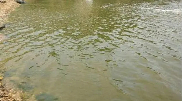 开春鱼瘟爆发，越冬期间保健很重要，这几点要注意