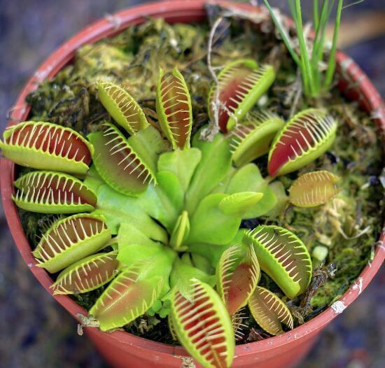 昆虫 植物对昆虫的反击战：要么将昆虫吃掉，要么使用化学毒素！