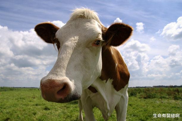 |生肖鼠：最近几年摸爬滚打，练就一身本事，年底赚得盆满钵满