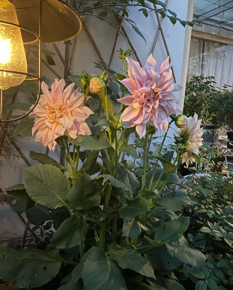 买了顶楼,历时2年DIY改造32㎡露台小花园,看一眼都要被它美到