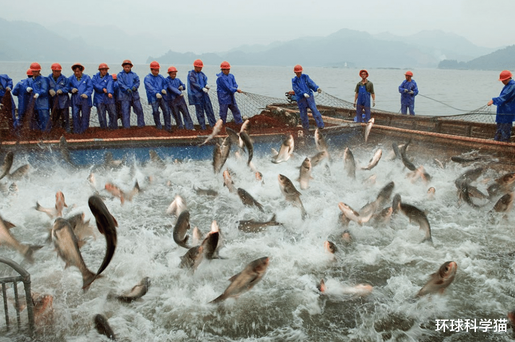 114斤！美國漁民捕獲巨型鳙魚，嘴能裝19升水桶，在中國難長大？-圖9
