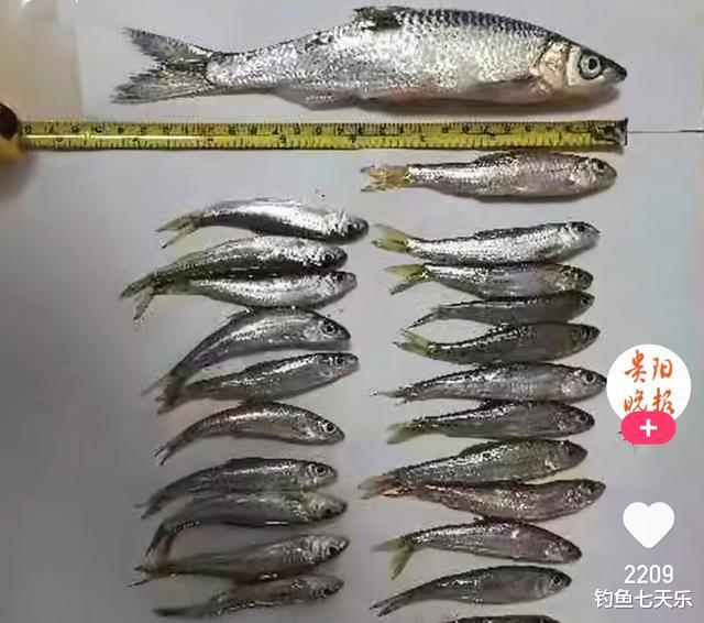 麦穗|垂钓竟成了危险职业！贵州两男子钓获47条麦穗鱼，结果被抓