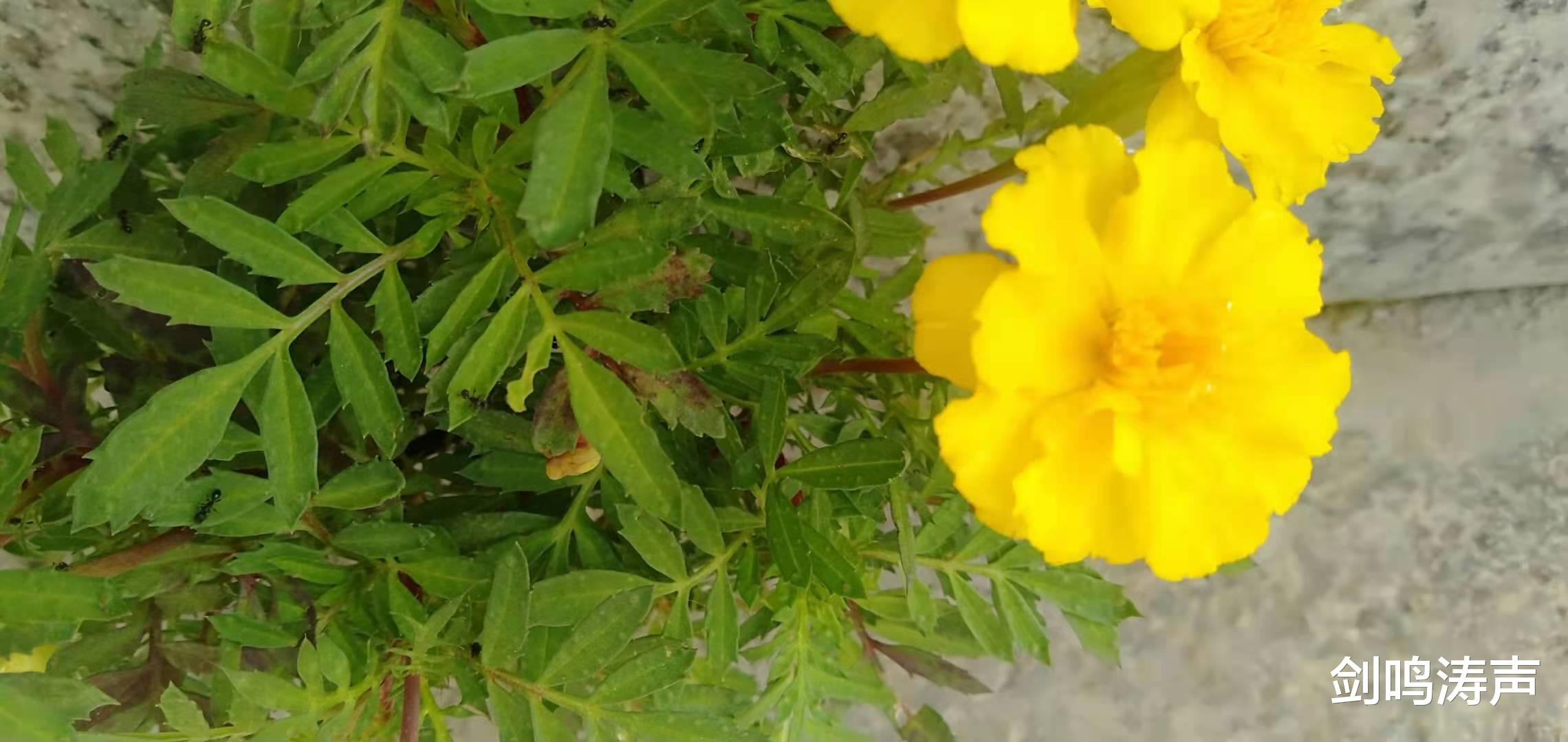 律师|再致杜熊盟友及支持者：做人得识好歹、明是非、知荣辱！