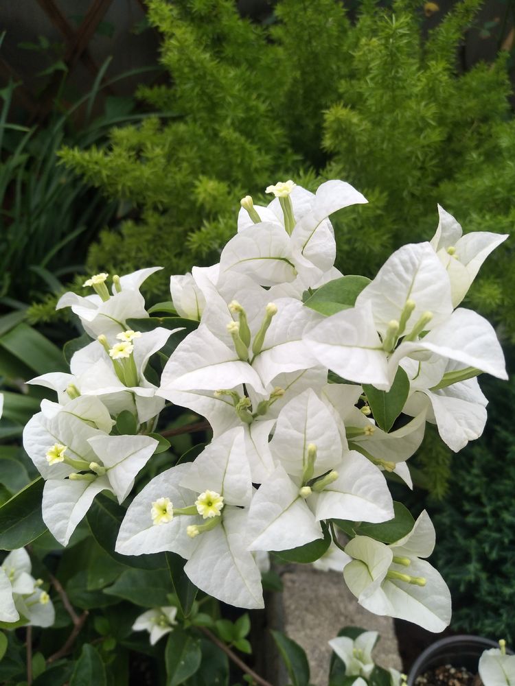 为这300㎡露台花园，毫不犹豫买了这房子，在城市屋顶过上田园生活