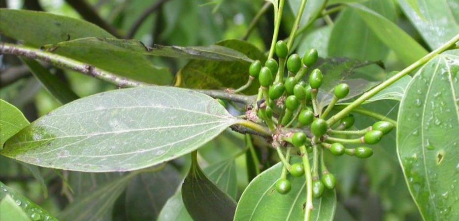 运动|关于“桂皮”的三种说法,你认为哪一种对呢?