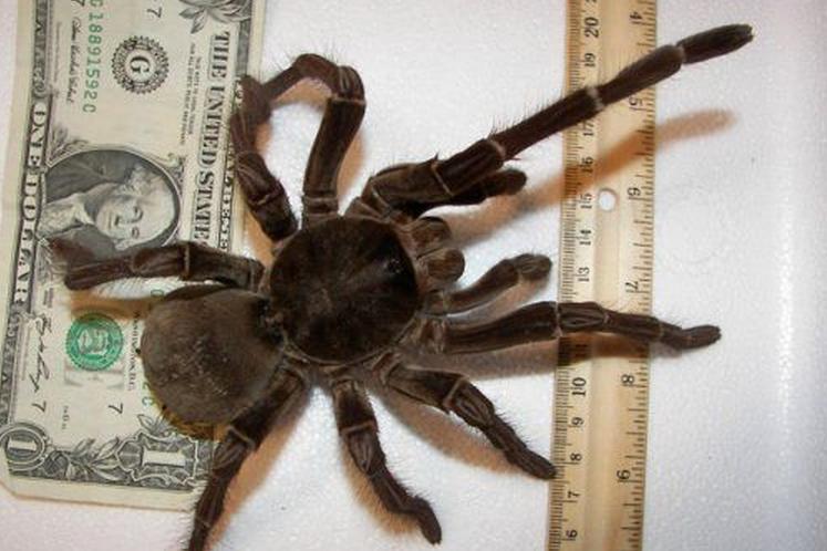 歌尔股份 蜘蛛竟能吃掉毒蛇？这种蜘蛛颠覆你的认知！！！