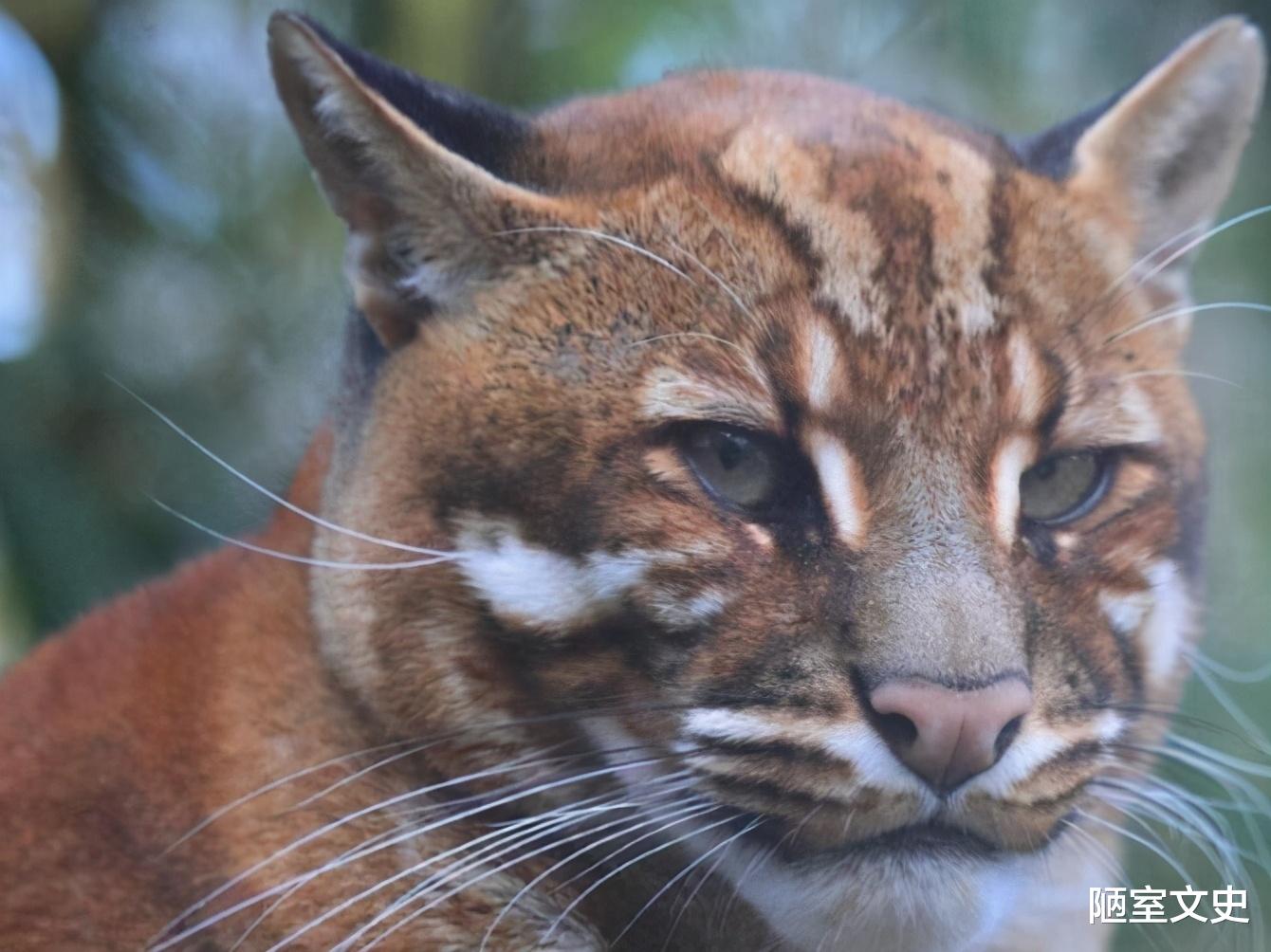 老虎|传说中的“彪”是啥？真能捕杀老虎？2005年后我国仅拍到3次彪