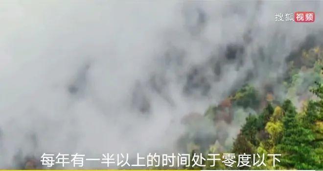 男子花100元买盆花，警察半夜找上门，结果悲剧了