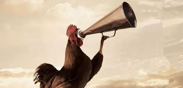 卫星 公鸡为什么能够报晓？