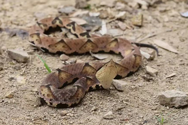 霍金 永不低头的五步蛇，也有吃瘪的一天，竟然败在无毒蛇手里？