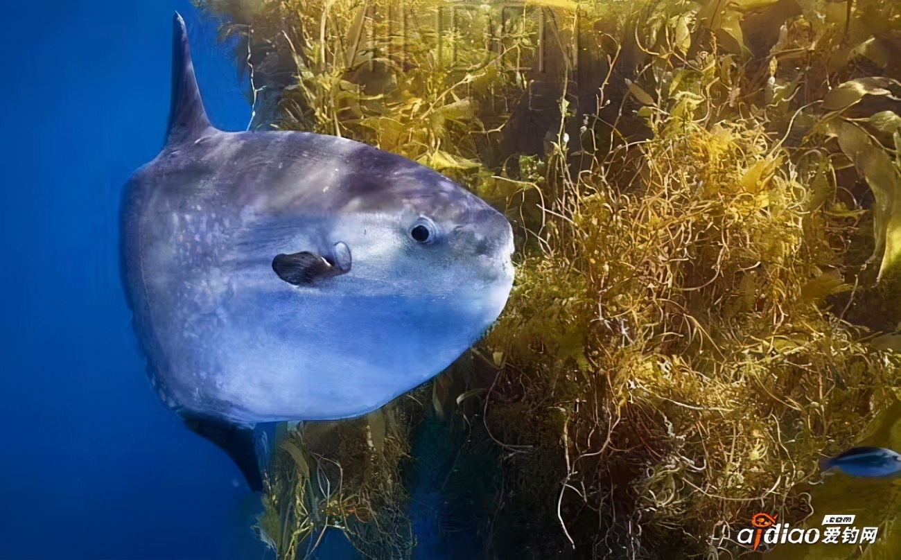 翻车鱼 全球唯一把自己蠢死的鱼，体长5米重3吨不会游泳，为何还没灭绝？
