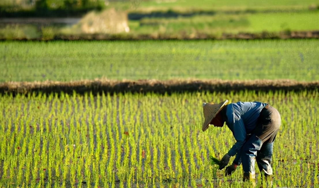 育妈计|粮食补贴落地,今年每亩地补贴将调成这个数,涉及家家户户