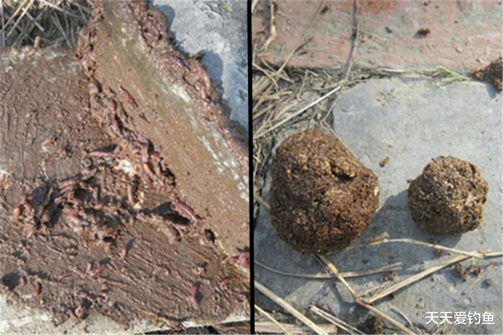 |春季野钓黄鸭叫，还是传统钓法最好用，简单有效，收获有保障！