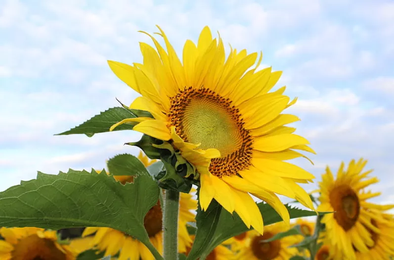 医院|甲友心声——术后乳糜漏，出院后又不得不去了三次医院