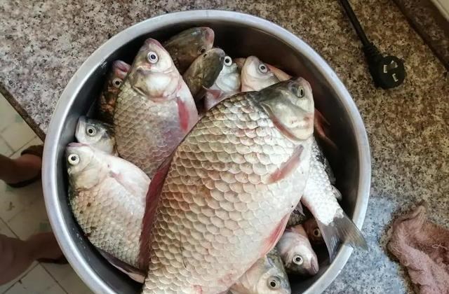 |冬季野钓，傻坐一天无鱼咬钩？给你四条建议，其实大板鲫很好钓