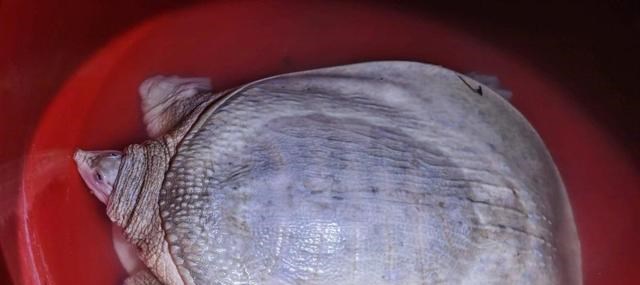 黄河|山东一男子钓上黄河鳖，全身发白有些不对劲，网友：还不快放了