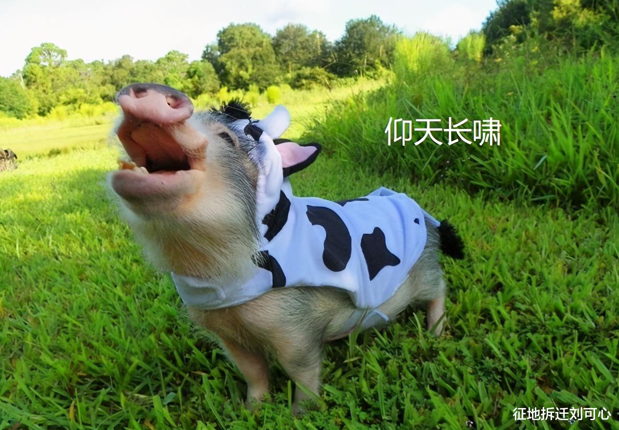 征地拆迁刘可心 战胜拆迁方用的心理战，拆迁户才有资格争取合理补偿