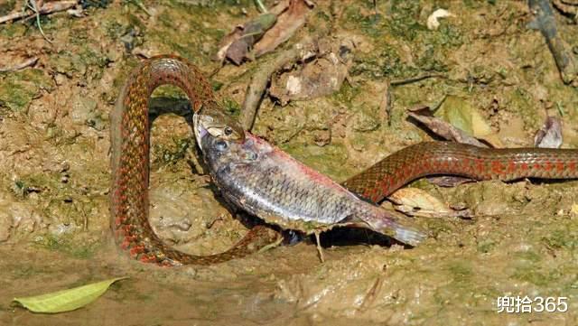 海南|海南一男子野钓的罕见经历，一次钓获两条鱼，看清后扔下鱼竿就跑