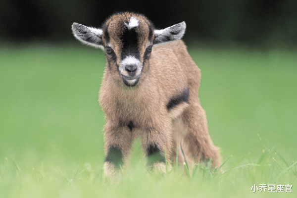 小乔星座官 再苦也能翻身的三大生肖，10月否极泰来，牛转乾坤，家中财帛不缺
