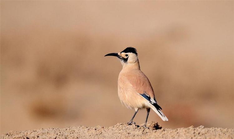 塔克拉玛干沙漠的濒危物种，鼻孔长毛不怕风沙，喜欢藏食物