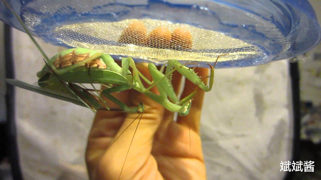 后代 自然界中，螳螂交配时，母螳螂会把公螳螂吃掉，在交配之前，公螳螂知道交配会丧命吗？