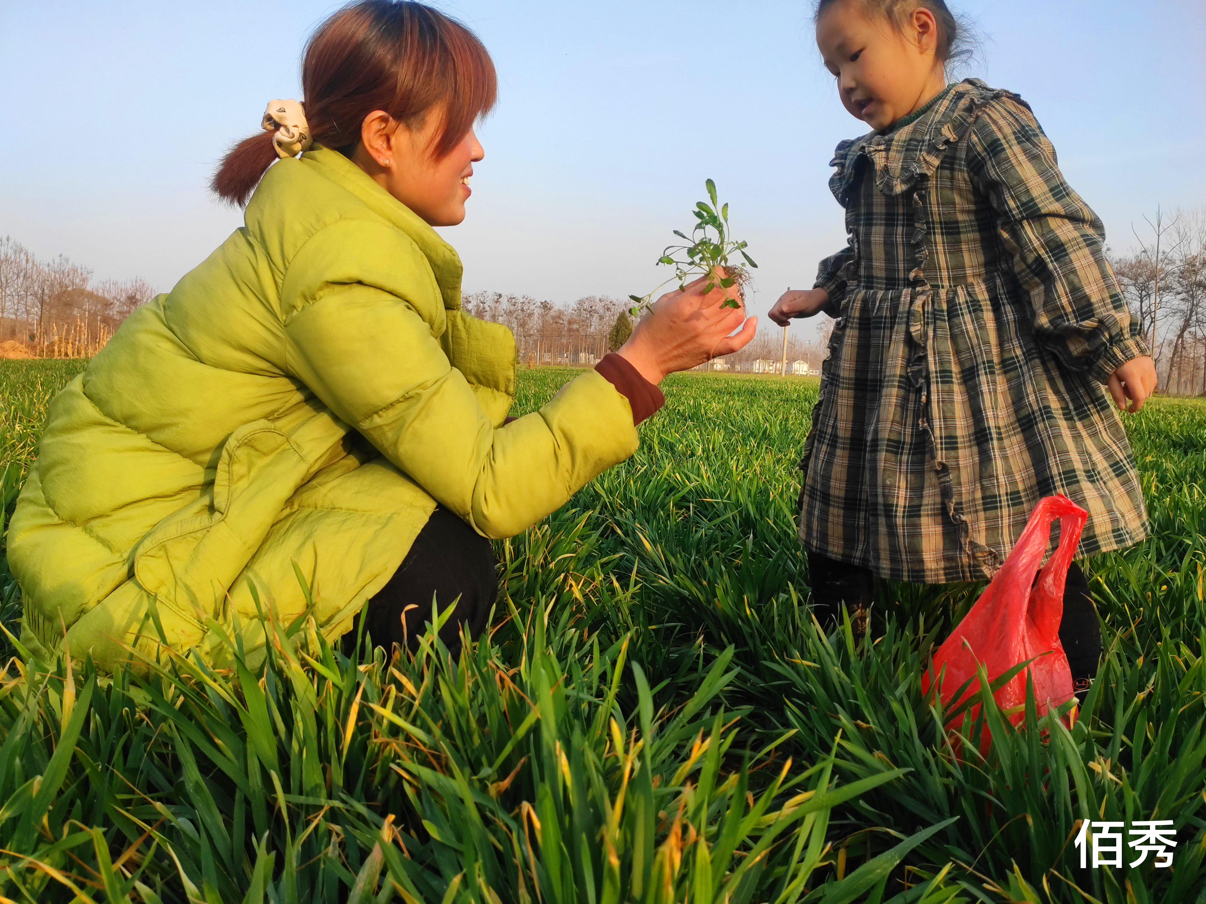 佰秀 农村四姐外出打工，出发前去田里挖野菜，解油腻，又能和工友分享
