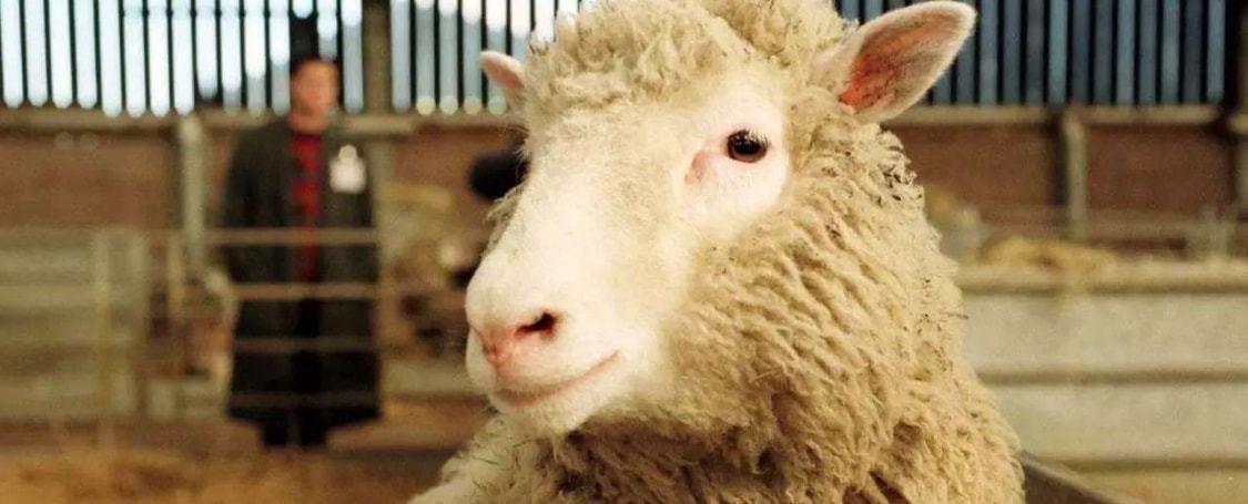 为何科学家很少提克隆了?克隆羊多莉短暂的一生,就是最好的答案