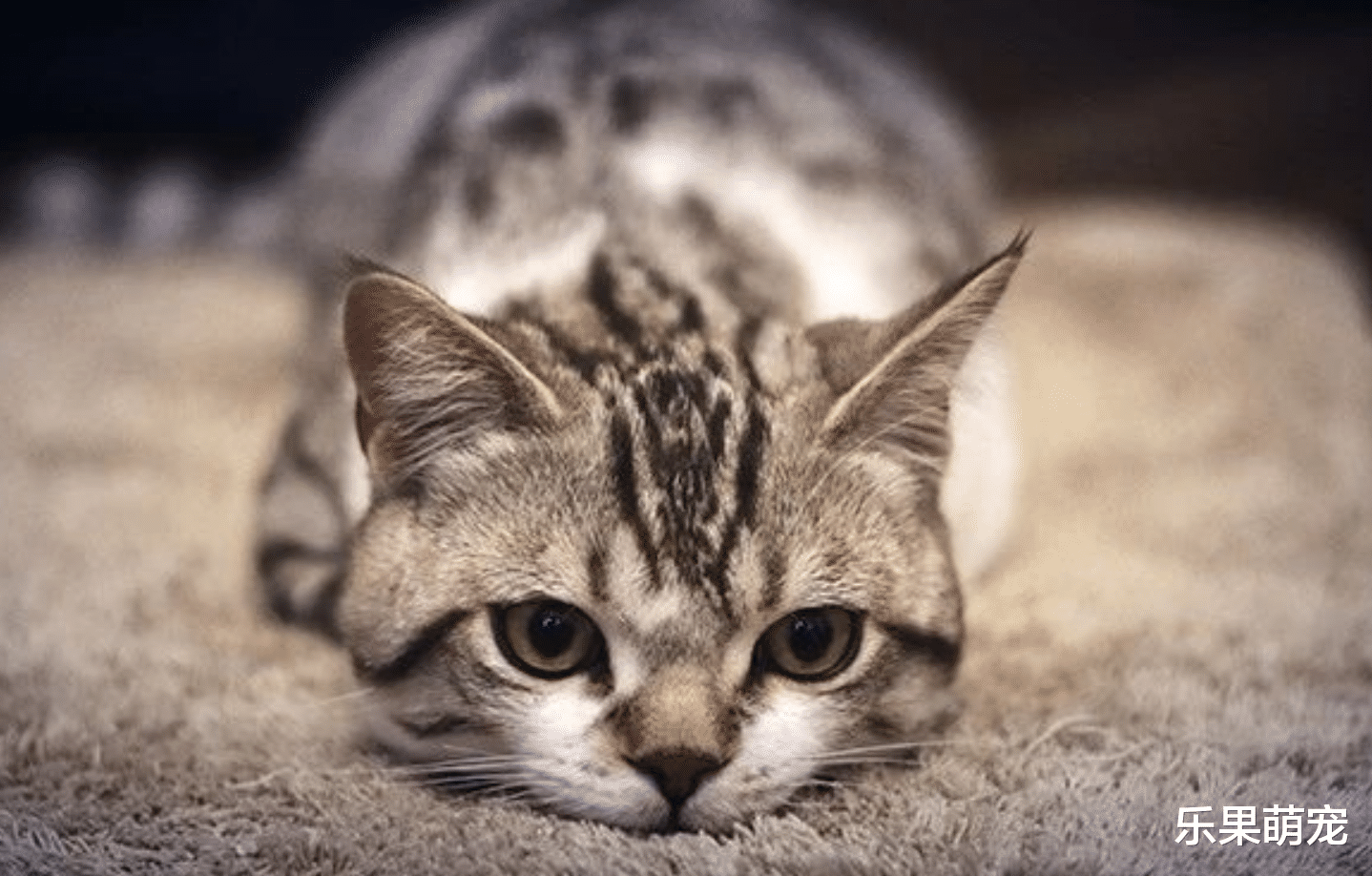 猫咪超重不是好事，为了猫咪的健康着想，主人需要督促它们减肥