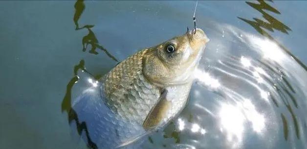 河南|3个人一次钓获鲫鱼40斤,河南一排水沟鲫鱼泛滥,网友:适当索取