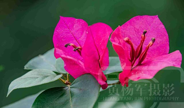 心慢慢疼慢慢冷 绿叶中红艳别致的三角梅花，南方常见的花卉娇媚多姿，花开亮丽