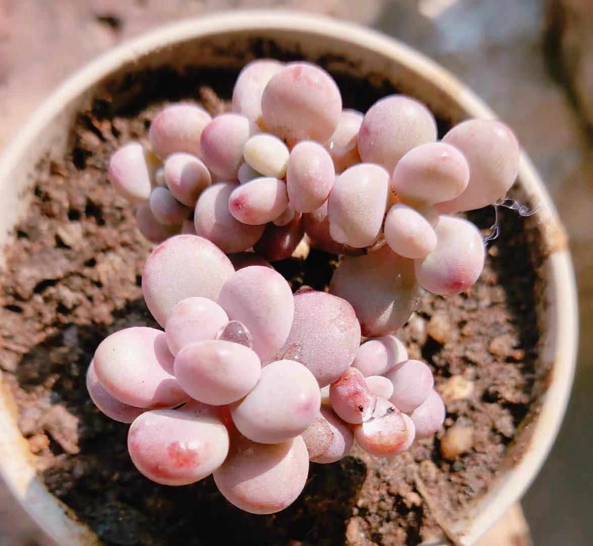 说说家装那点事儿|多肉桃蛋,露养状态最好,完全不用管,一场雨水,叶子肥嘟嘟