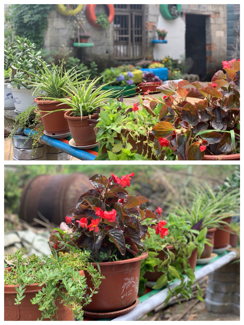 skp|花园改造：家里的废旧轮胎不要丢，简单改造一下，成了创意小花园