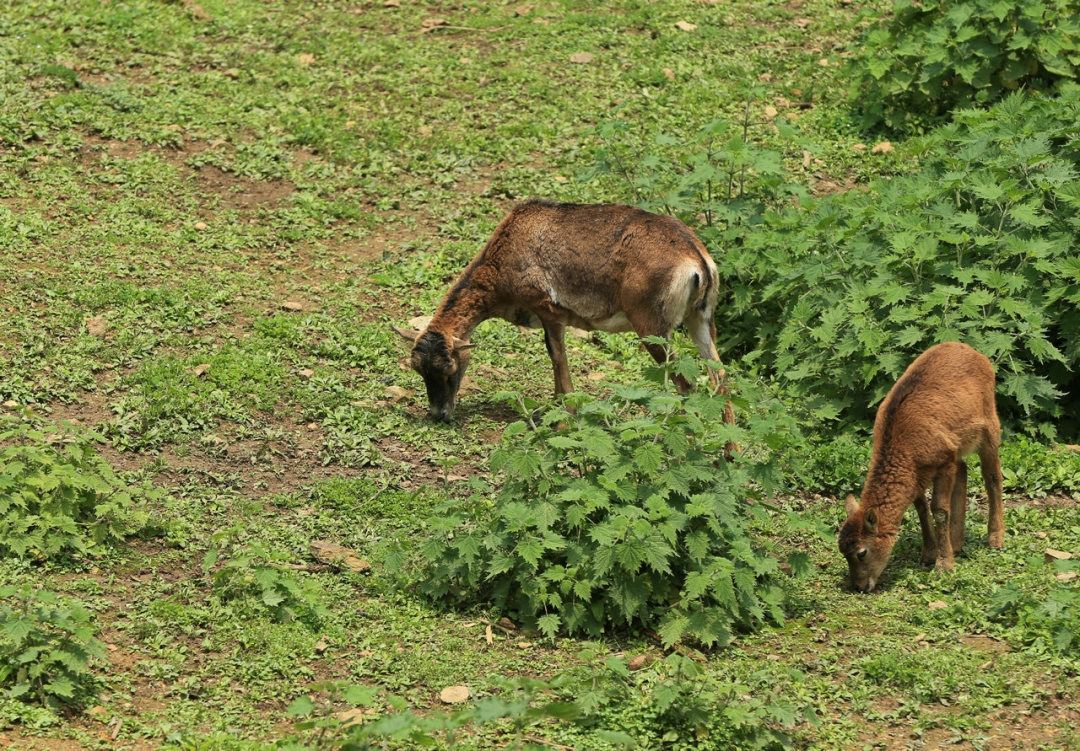畜牧业 人类只吃食草动物,几乎不吃食肉动物,是因为食肉动物不好吃吗?