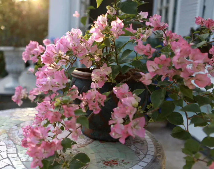 |买了别墅花园房，用5年时间，亲手设计打造400㎡别墅花园，太美了