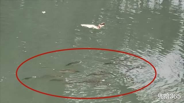 浙江省|浙江一河道里出现稀罕事，大小鱼儿组团冒头，把钓鱼人高兴坏了