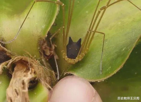 蜘蛛 物种界的泥石流：不是蜘蛛的蜘蛛，不是蚂蚁的蚂蚁