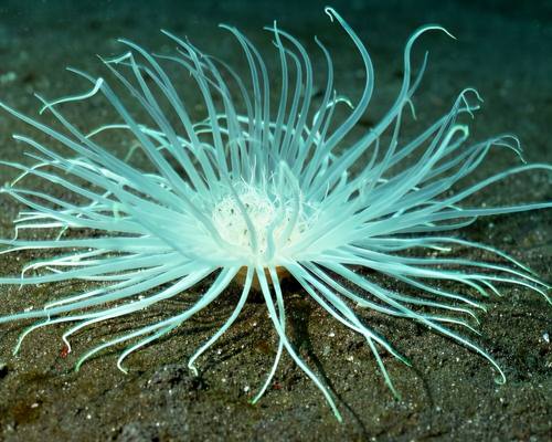 舜网 这种“菊花”生长在海底，别看它外表无害，实则是一种凶猛生物